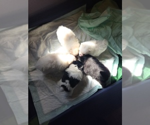 Pomeranian Litter for sale in KELSO, WA, USA