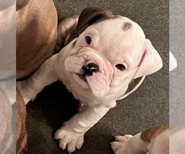 Medium Photo #1 Bulldog Puppy For Sale in WAMEGO, KS, USA