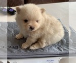 Small Photo #1 Pomeranian Puppy For Sale in SHAWANO, WI, USA