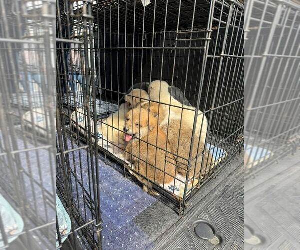 Medium Photo #2 Cairn Terrier-Feist Terrier Mix Puppy For Sale in Aurora, IN, USA