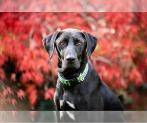 Labrador Retriever-Unknown Mix Dogs for adoption in Elmsford, NY, USA