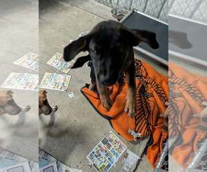 Denver - Male Mutt Dog for Adoption - Photo #2