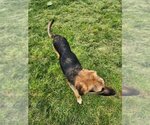 Small #3 Beagle-German Shepherd Dog Mix