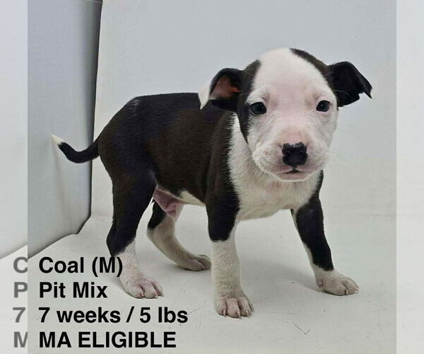 Medium Photo #1 Mutt Puppy For Sale in pomfret, CT, USA