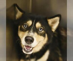 Siberian Husky-Unknown Mix Dogs for adoption in San Antonio, TX, USA