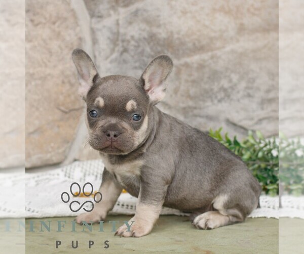 Medium Photo #3 French Bulldog Puppy For Sale in NARVON, PA, USA