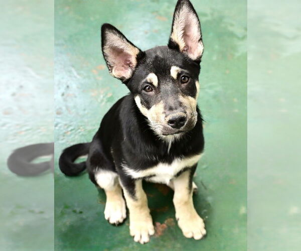 Medium Photo #1 Mutt Puppy For Sale in Dana Point, CA, USA