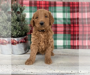Goldendoodle Puppy for sale in STELLA, MO, USA