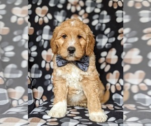 Goldendoodle Puppy for sale in CHRISTIANA, PA, USA