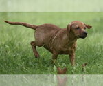 Small #6 Chiweenie