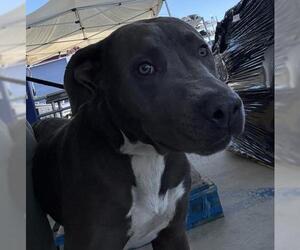 American Pit Bull Terrier Dogs for adoption in Bakersfield, CA, USA