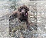 Small Photo #5 Labrador Retriever Puppy For Sale in BANDERA, TX, USA