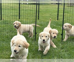 Golden Retriever Litter for sale in NORTH LIBERTY, IN, USA
