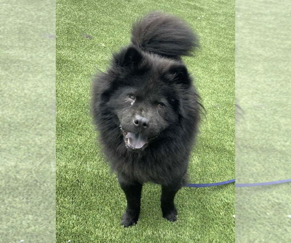 Medium Photo #1 Chow Chow Puppy For Sale in Prescott, Ontario, Canada