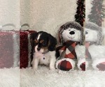 Small #8 Cavalier King Charles Spaniel