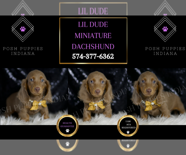 Medium Photo #95 Dachshund Puppy For Sale in WARSAW, IN, USA