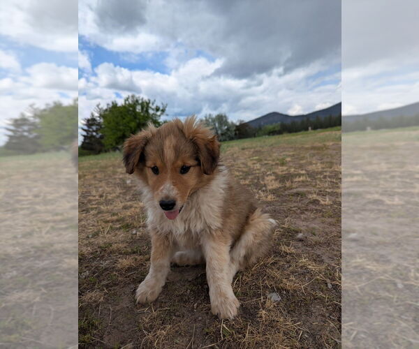 Medium Photo #4 Australian Cattle Dog-Scotch Collie Mix Puppy For Sale in PLAINS, MT, USA