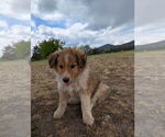 Small Photo #4 Australian Cattle Dog-Scotch Collie Mix Puppy For Sale in PLAINS, MT, USA