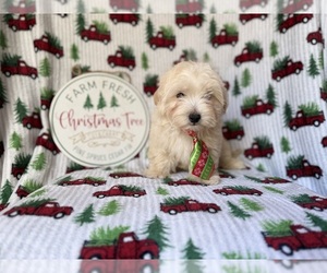 Maltipoo (Miniature) Puppy for sale in LAKELAND, FL, USA
