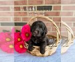 Small Photo #17 Labradoodle Puppy For Sale in ELIZABETH CITY, NC, USA