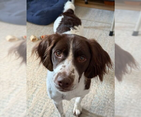 Medium Photo #4 Brittany Puppy For Sale in Curwensville, PA, USA