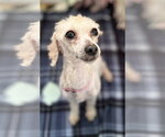 Lydia Sep 26 - Female Poodle (Toy)-Unknown Mix Dog for Adoption - Small photo