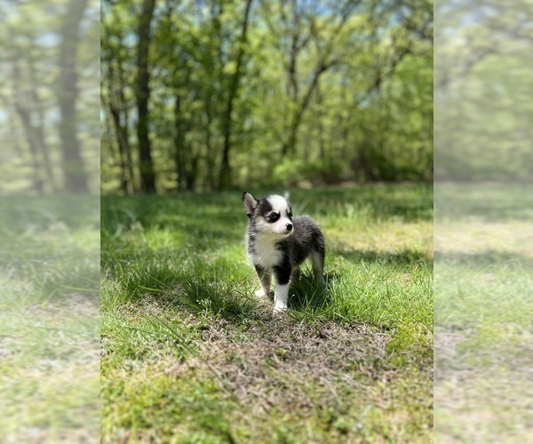 Medium Photo #7 Pomsky Puppy For Sale in DRACUT, MA, USA