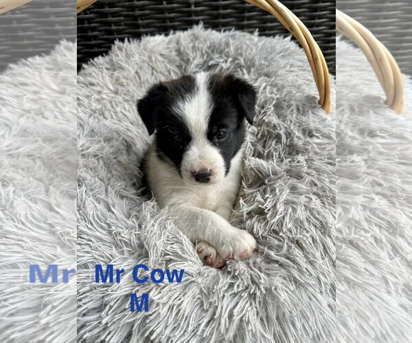 Medium Photo #1 Mutt Puppy For Sale in Oakhurst, NJ, USA