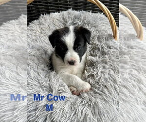 Mutt Dogs for adoption in Oakhurst, NJ, USA