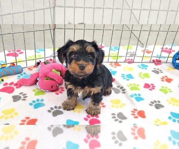Medium Photo #3 Yorkshire Terrier Puppy For Sale in ORO VALLEY, AZ, USA
