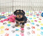 Small #2 Yorkshire Terrier