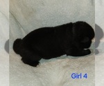 Puppy Puppy 7 Akita