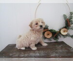 Small #1 Maltipoo
