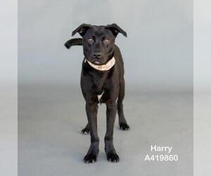 Labrador Retriever-Unknown Mix Dogs for adoption in Conroe, TX, USA