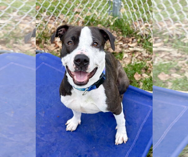 Medium Photo #8 Mutt Puppy For Sale in Jefferson, WI, USA