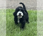 Image preview for Ad Listing. Nickname: ming