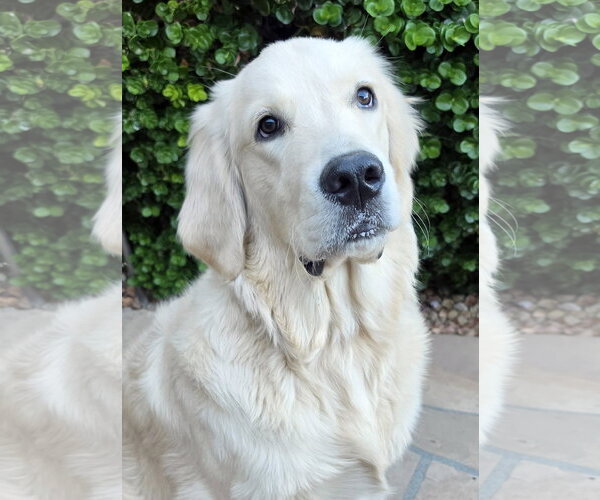 Medium Photo #1 Golden Retriever Puppy For Sale in Glendale , AZ, USA