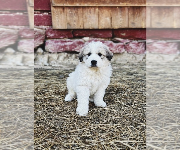 Medium Photo #2 Great Pyrenees Puppy For Sale in VERONA, VA, USA