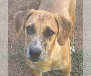 Mutt Dogs for adoption in Canton, CT, USA