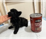 Small Photo #90 Yorkshire Terrier Puppy For Sale in HAYWARD, CA, USA