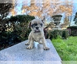 Small Photo #239 French Bulldog Puppy For Sale in HAYWARD, CA, USA