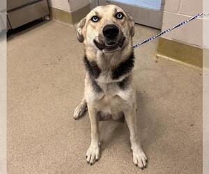 Gerberian Shepsky Dogs for adoption in Grand Prairie, TX, USA