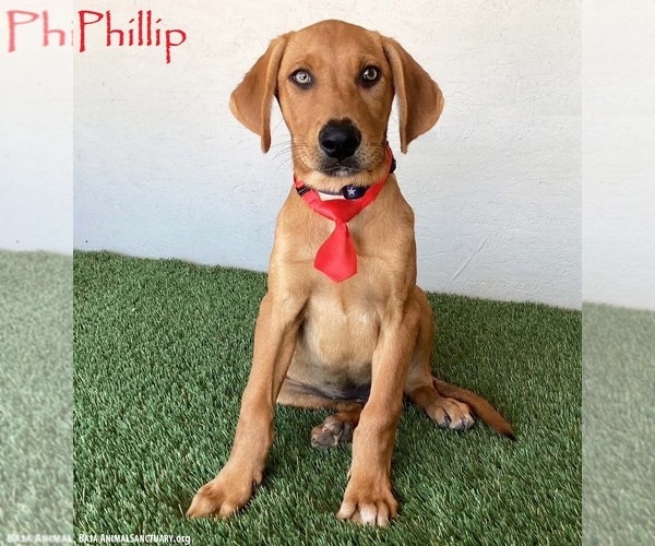 Medium Photo #1 Labrador Retriever-Rhodesian Ridgeback Mix Puppy For Sale in San Diego, CA, USA