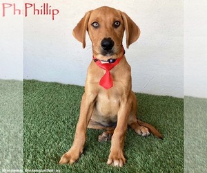 Labrador Retriever-Rhodesian Ridgeback Mix Dogs for adoption in San Diego, CA, USA