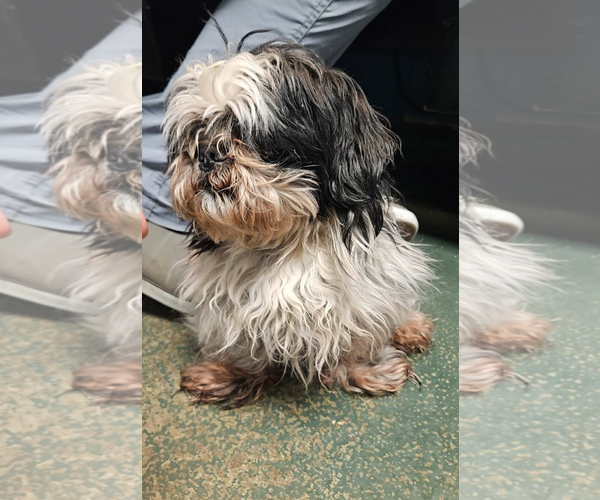 Medium Photo #5 Shih Tzu Puppy For Sale in Sioux Falls, SD, USA