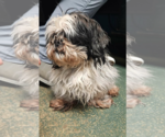 Small #4 Shih Tzu