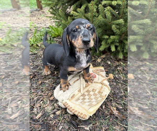 Medium Photo #5 Dachshund Puppy For Sale in MIDDLEBURY, IN, USA