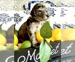 Puppy Daisy Mae Goldendoodle