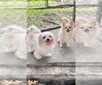 Small Photo #3 Shiranian Puppy For Sale in Weston, FL, USA