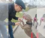 Small #11 American Pit Bull Terrier Mix